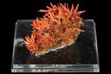 Bright Orange Crocoite Crystal Cluster - Tasmania #148535-1